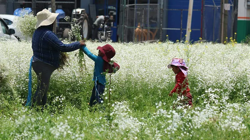 De Asia a Puebla: la flor paniculata que hoy adorna mercados y celebraciones | Fotorreportaje